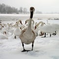 Swan girl & boys Royalty Free Stock Photo