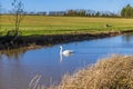 A swan glides serenely on the Grand Union canal at Debdale Whark, UK Royalty Free Stock Photo