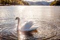 Swan gliding gracefully across Lake Derwentwater Royalty Free Stock Photo