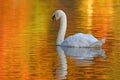 Swan on a Golden Pond Royalty Free Stock Photo