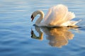 Swan with golden reflection