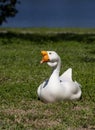 Swan Goose