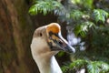 Close-up of a swan goose scientific name: Anser cygnoides is a bird belonging to the Anatidae family. Royalty Free Stock Photo