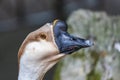 Close-up of a swan goose scientific name: Anser cygnoides is a bird belonging to the Anatidae family. Royalty Free Stock Photo