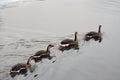 Swan goose Anser cygnoides swim in grey water