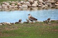 Swan goose and babies