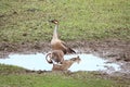 Swan goose and babies