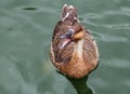 Swan goose or Chinese goose