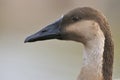 Swan Goose Royalty Free Stock Photo