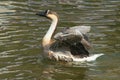 Swan goose