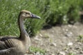 Swan goose. Rare wild goose in profile with copy space.