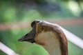 Close-up of a swan goose scientific name: Anser cygnoides is a bird belonging to the Anatidae family. Royalty Free Stock Photo