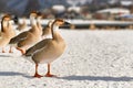 Swan gooses snow along the River Neckar in Heidelberg