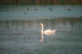 Swan gracefully gliding through a tranquil pond, surrounded by a flock of ducks.