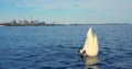Swan gracefully swims and dives in Lake Ontario cinematic close-up Swan against Toronto skyline merging urban with Royalty Free Stock Photo