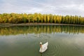 Swan in the Grand Canal of Parc de Sceaux