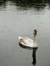 Swan Royalty Free Stock Photo