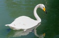 swan on green water in sunny day swans on pond nature series