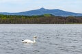 Swan on Hamer Lake Hamersky pond with view on mount Jested