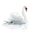 Swan.