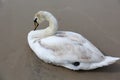 Swan has a rest on the sand Royalty Free Stock Photo