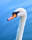 Swan head with neck against blue water Royalty Free Stock Photo