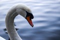 Swan head and neck