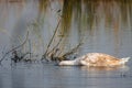 Swan with head under lake water closeup view with blurred reed reflections on background Royalty Free Stock Photo