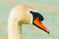 Swan head with water drops, closeup Royalty Free Stock Photo