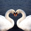 Swan heart