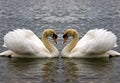 Swan Heart