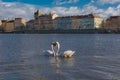 Swan heart in city landscape