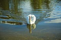 Swan heart shaped feathers