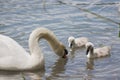 Swan with her chicks Royalty Free Stock Photo