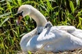 A Swan with her Cygnets on her Back, Sitting on a Nest