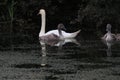 A swan and her little ones seeking shelter