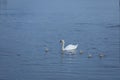 Swan with her little ones Royalty Free Stock Photo