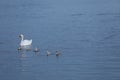 Swan with her little ones Royalty Free Stock Photo
