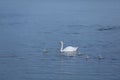 Swan with her little ones Royalty Free Stock Photo