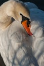 Swan hiding beak in its feathers