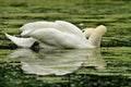 Swan hiding head in green pond weed