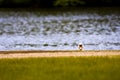 Swan Hiding on Lake