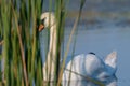 Swan hiding in reed in early morning summer