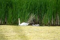 swan and his offspring go on an excursion on the lake Royalty Free Stock Photo