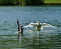 A swan is hunting a greylag goose and cast out the goose in a lake in the water Royalty Free Stock Photo