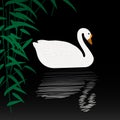 Swan illustration Royalty Free Stock Photo