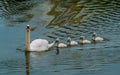 Swan and its chicks floating in formation