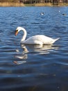 A swan and its reflection in blue water on a bright sunny day. Royalty Free Stock Photo