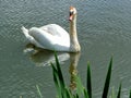 Swan at Kedleston Hall Royalty Free Stock Photo