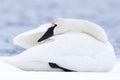 Swan keeping warm in winter Royalty Free Stock Photo